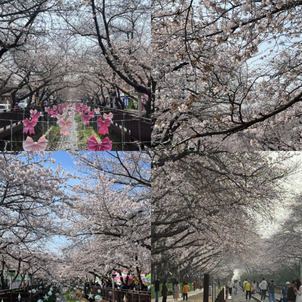 2026 진해군항제