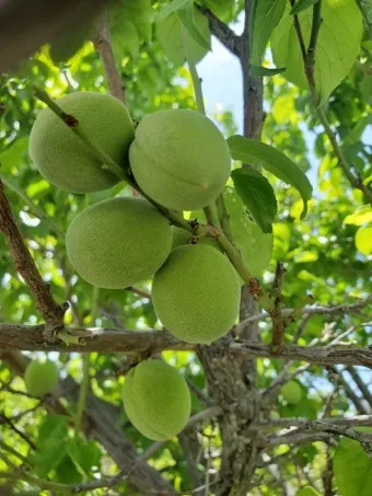 매실 수확시기_14