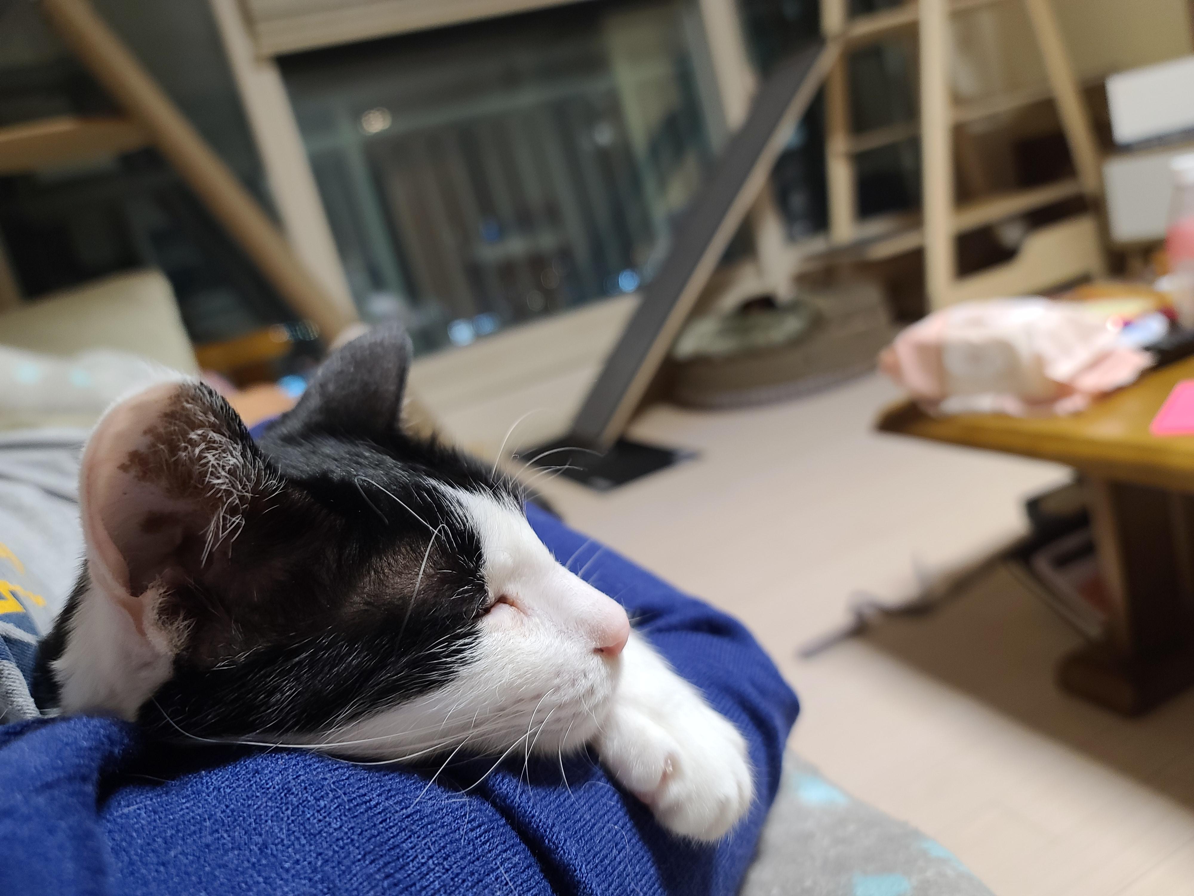 잔망스럽고 애교많은 내고양이들.