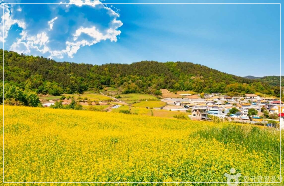 장흥 가볼만한곳 베스트10 선학동 유채마을