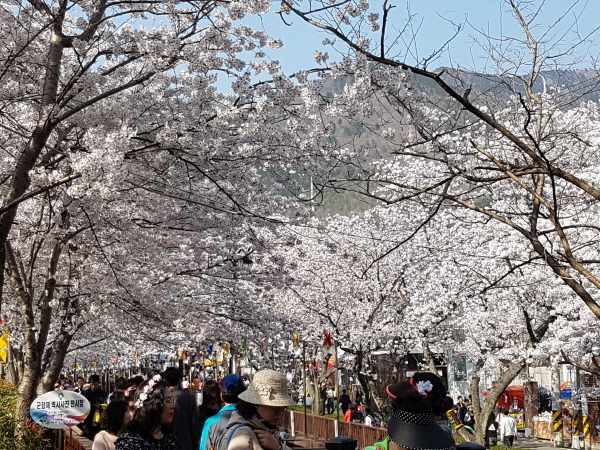 진해군항제 