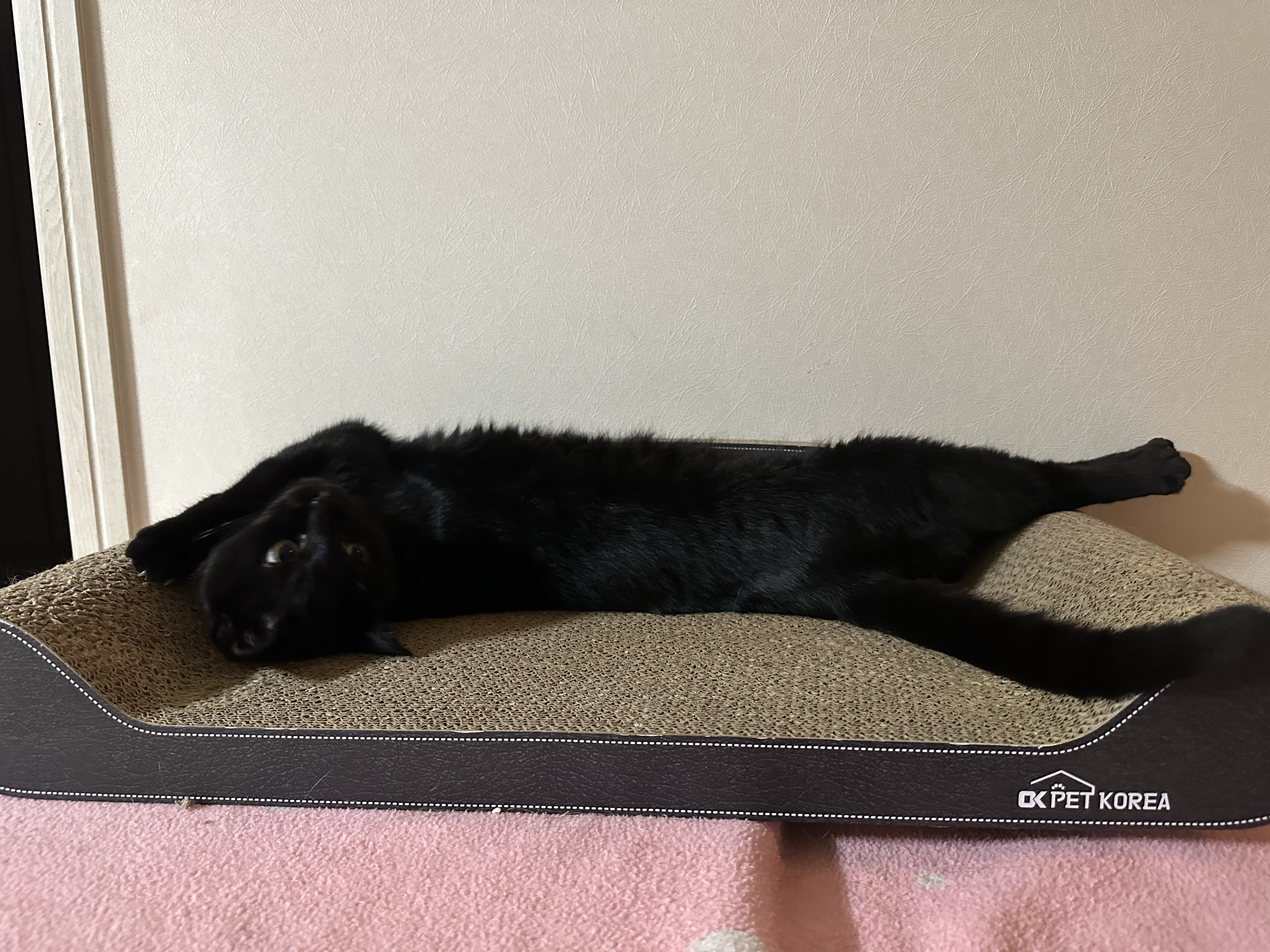 스크래쳐_위에_누워_있는_올블랙_고양이