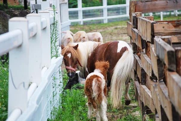 [아이 동반, 서울 근교 여행지]경기도 포천 서운동산｜딸기, 블루베리, 옥수수, 먹이주기, 밤줍기 등 체험 가득한 가족 여행지