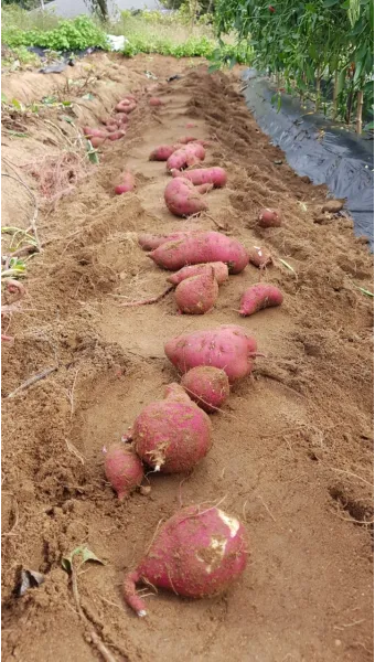 중부지방 고구마 수확시기 핵심 체크_8