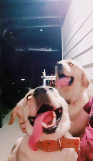 강아지가 털이 빠지는 7가지 이유.