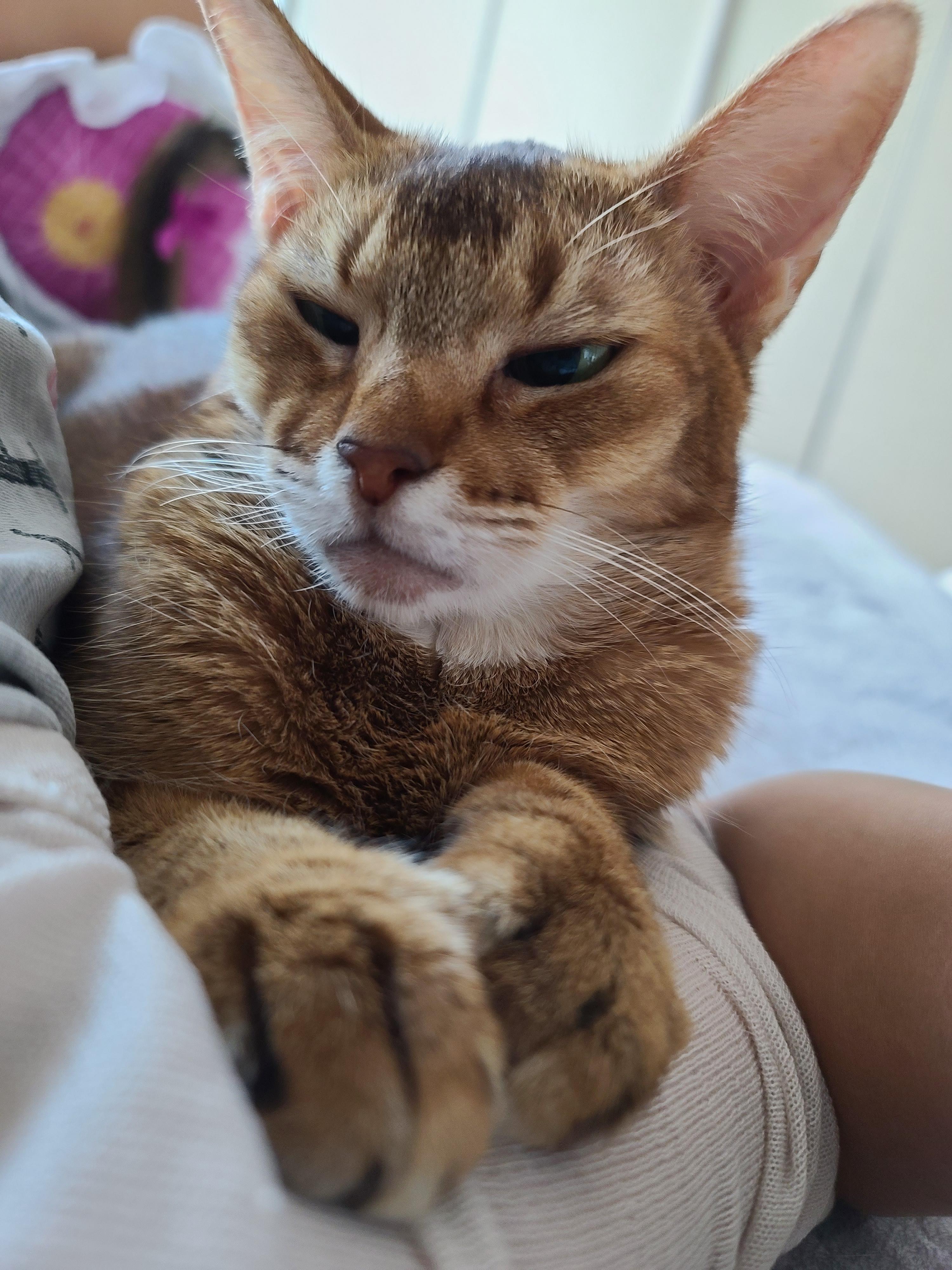 점점 더 응석쟁이가 되어가는 똑똑한 아비시니안 고양이 루디.