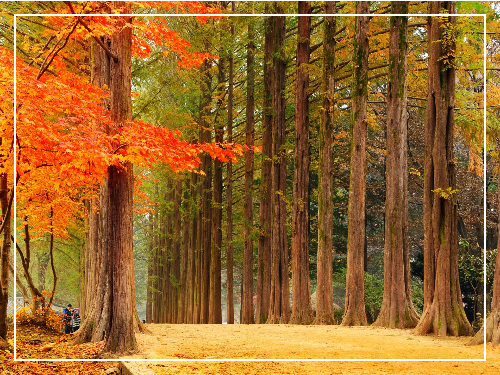 남이섬 이미지 / 출처: 나미나라공화국 남이섬