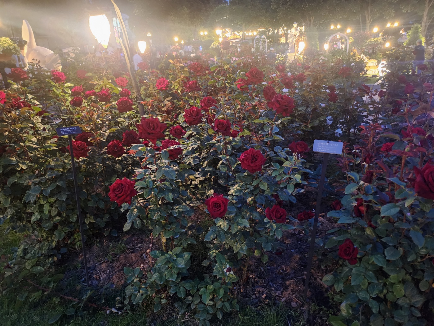 에버랜드 장미축제 야간 방문 후기: 야간 퍼레이드, 불꽃축제 시간, 장소, 1열자리 꿀팁 정리