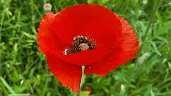 꽃양귀비-개양귀비-효능-부작용-독성