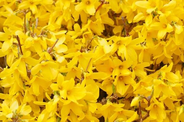 벚꽃 개화시기 봄축제 BEST5