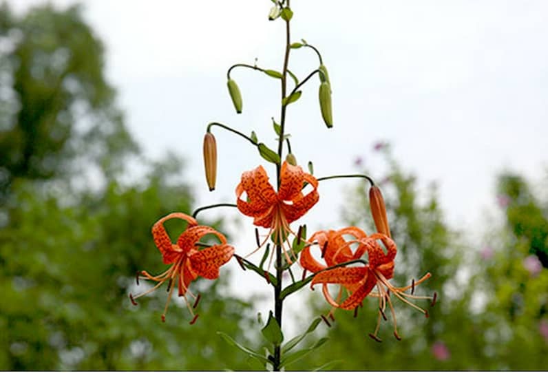 벚꽃축제 봄꽃축제