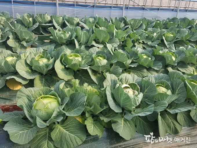 양배추 재배 배추흰나비 방제 칼슘 결핍 예방_3