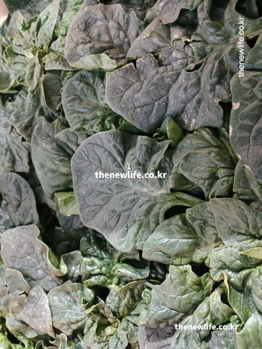 시금치 효능으로 골다공증 예방을 돕는 비타민K와 칼슘을 담은 실사진