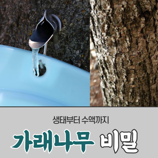 가래나무의 비밀: 생태부터 수액까지
