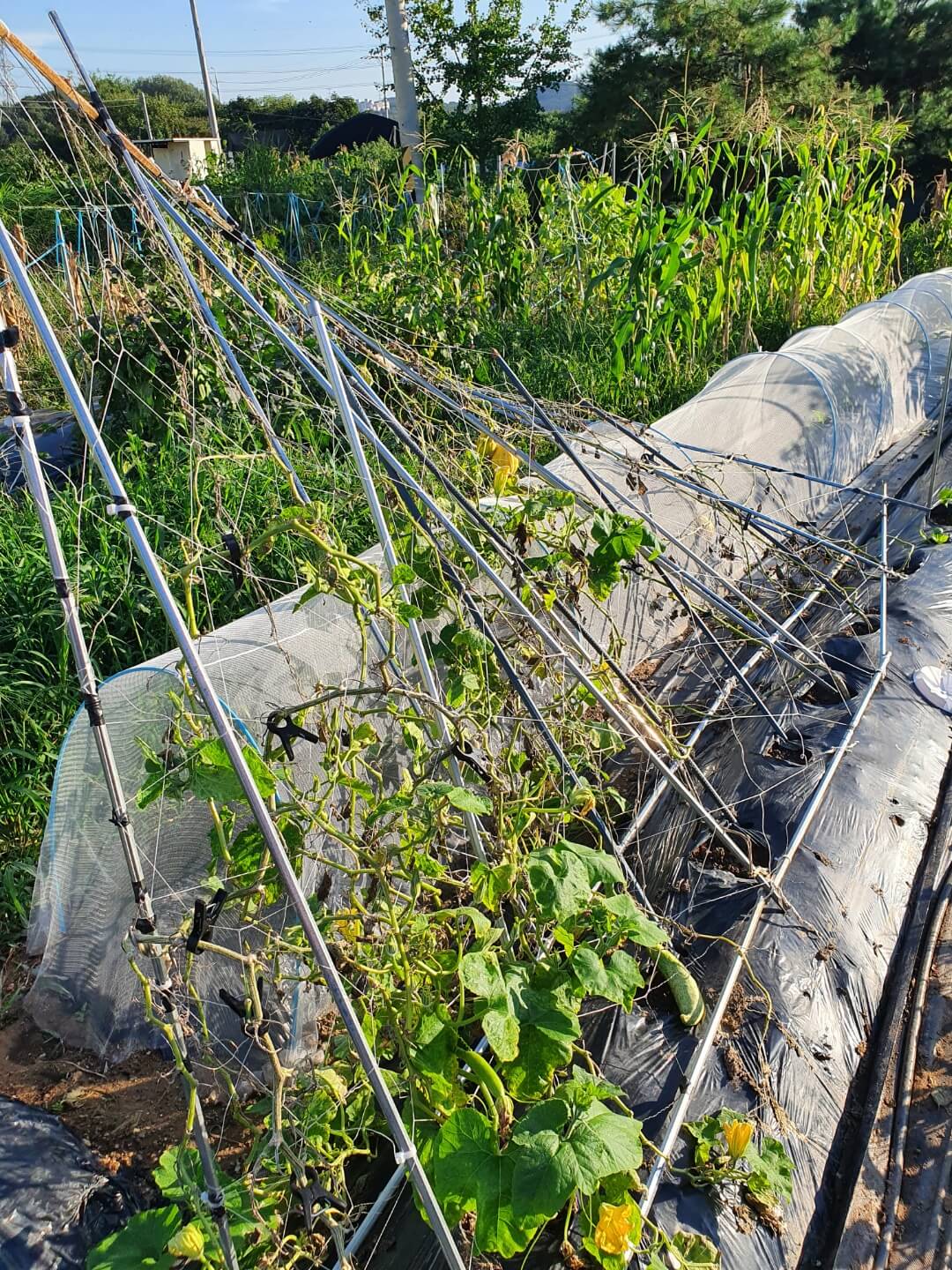 태풍에 쓰러진 오이망