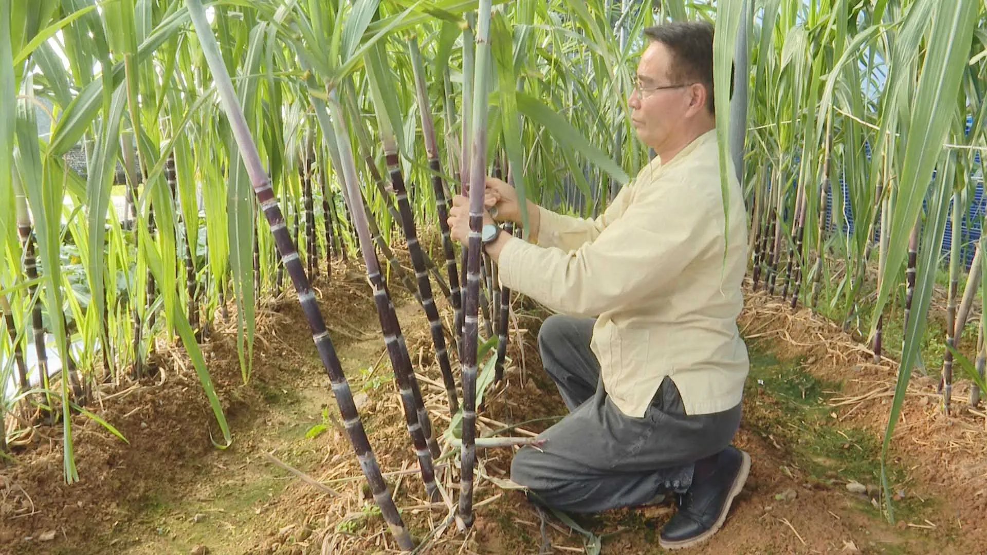 수수 재배 이삭 관리 쓰러짐 방지 건조 수확_2