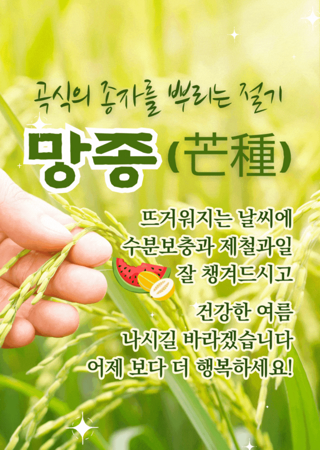 망종 절기 이미지, 벼이삭을 손으로 잡은 사진과 망종 정보