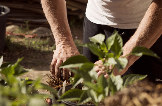 금전수 잎이 노랗게 변하는 이유