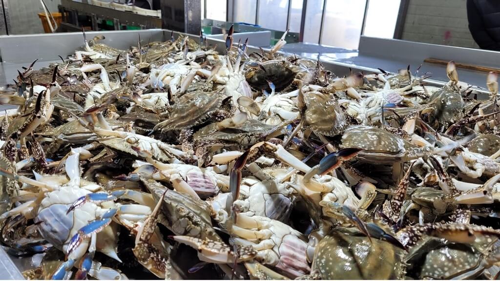 극한직업 진도 꽃게 택배 주문하기