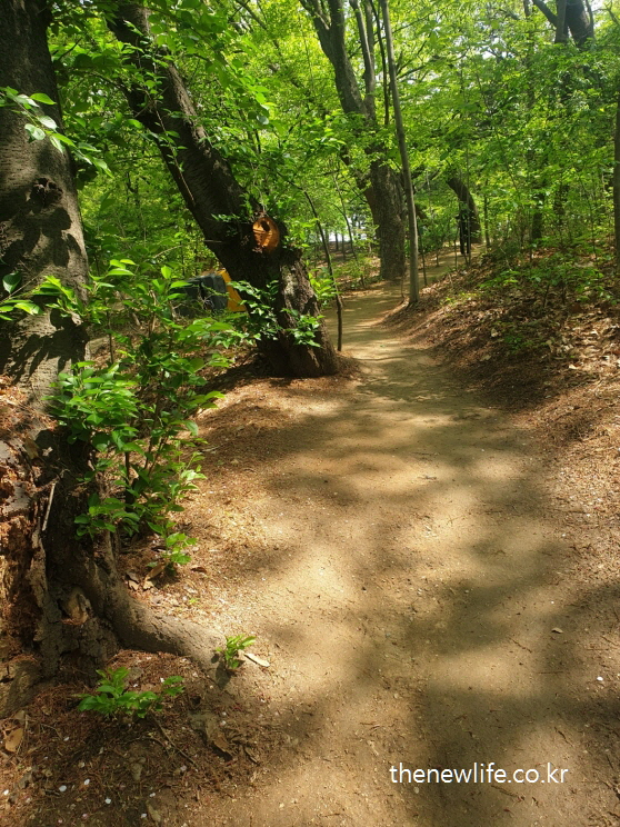 Forest barefoot walking trail supporting heart and vascular health
→ 심장·혈관 건강에 도움이 되는 숲속 맨발 걷기 흙길