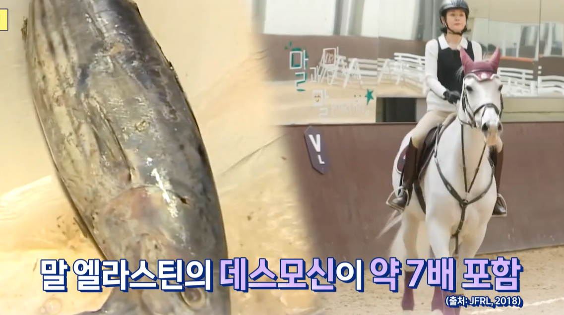 말 엘라스틴 효능