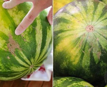 수박 갈색 선, 꿀 수박