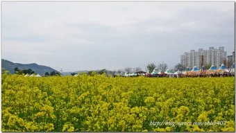 창녕 남지 유채꽃축제 일정 맛집 코스_20