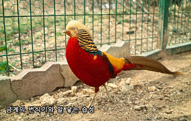 금계의 번식기와 알 낳는 습성