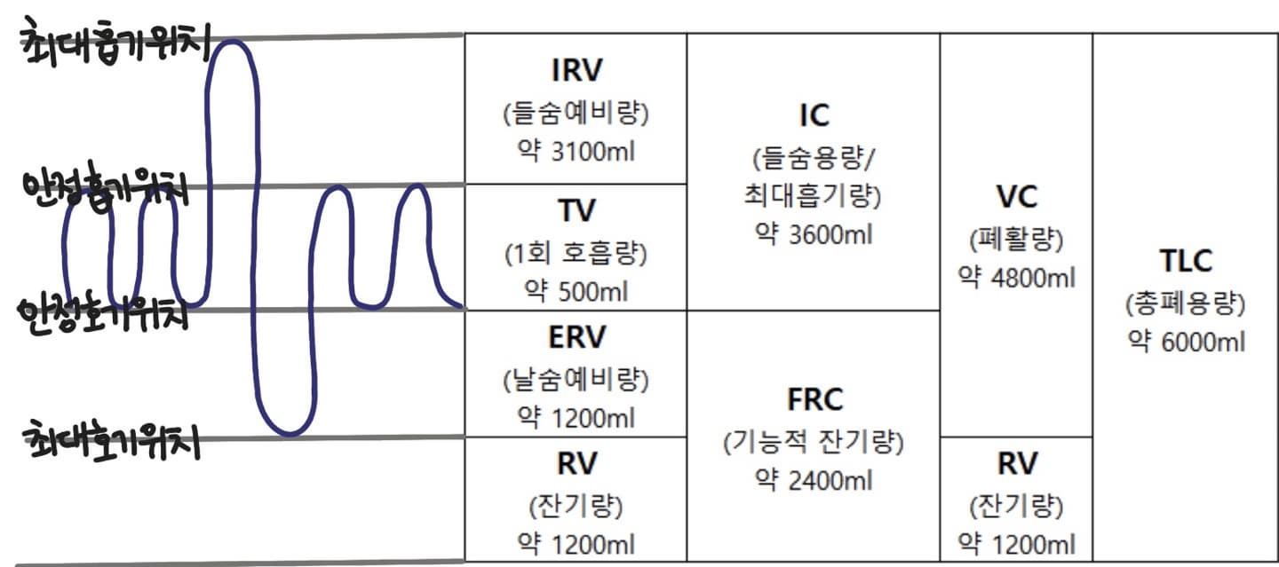 폐활량 분획의 명칭과 정상치