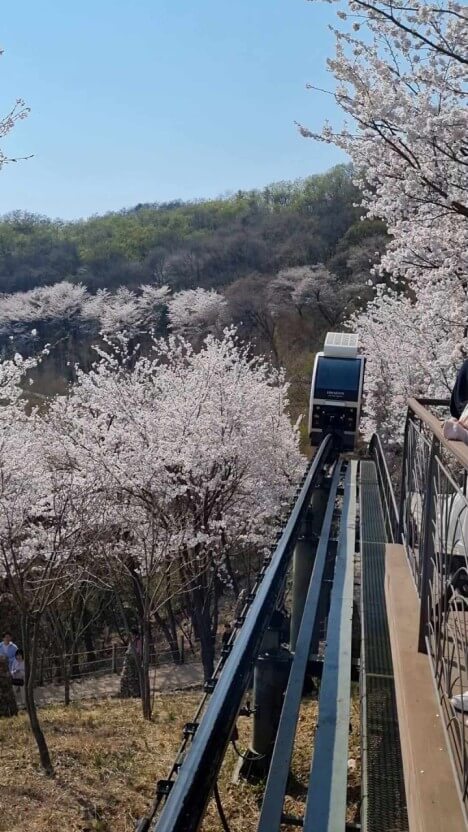 2025년 화담숲 벚꽃축제 예약방법 및 개화시기