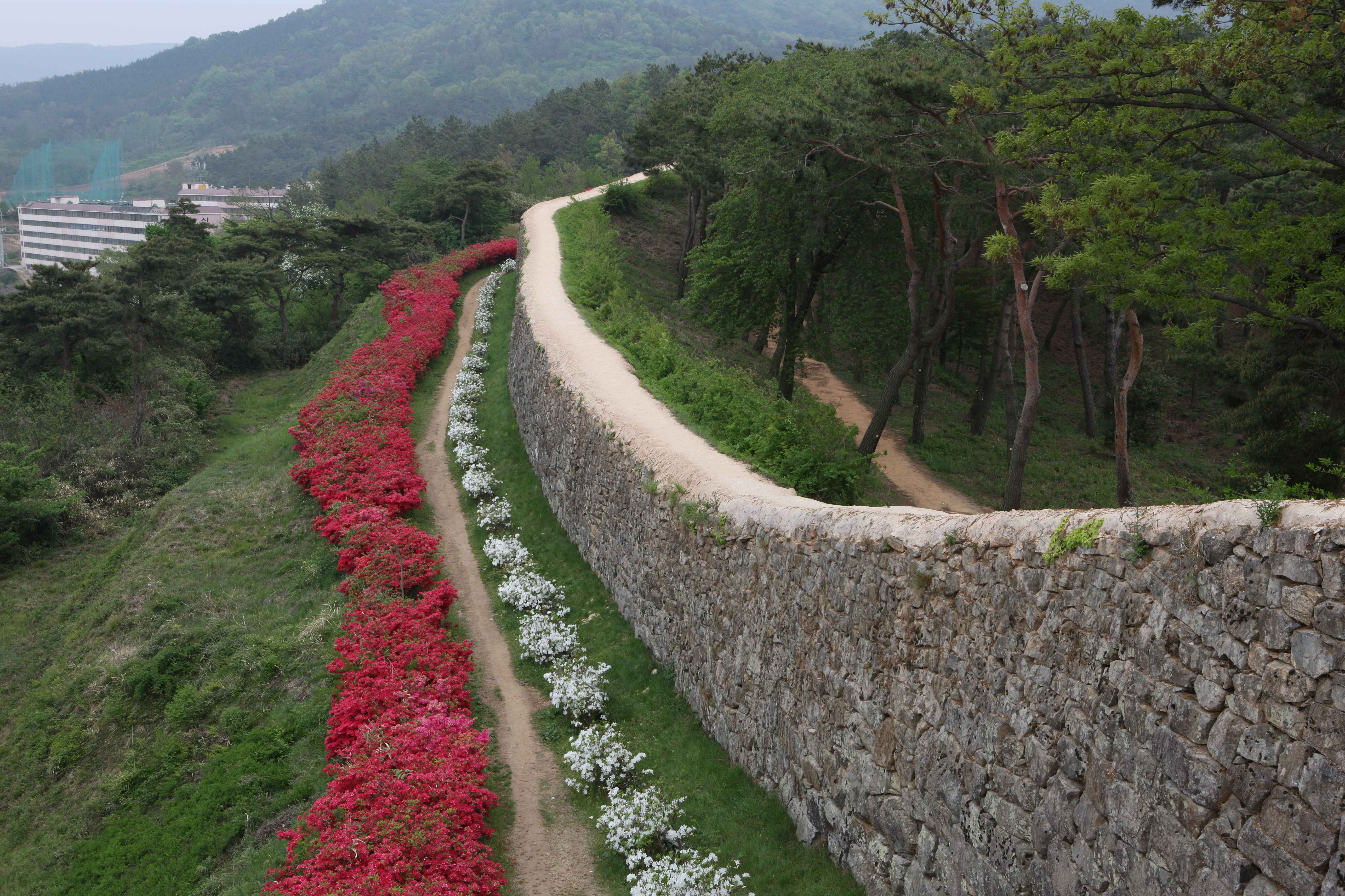 고창읍성 과 철쭉 사진