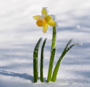 겨울 꽃 수선화