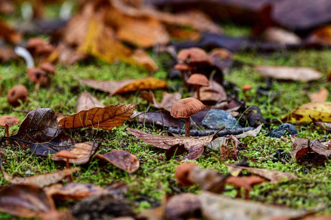 러브버그의 생태적 역할