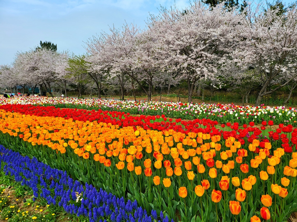 2025 태안 봄꽃 정원 기본정보