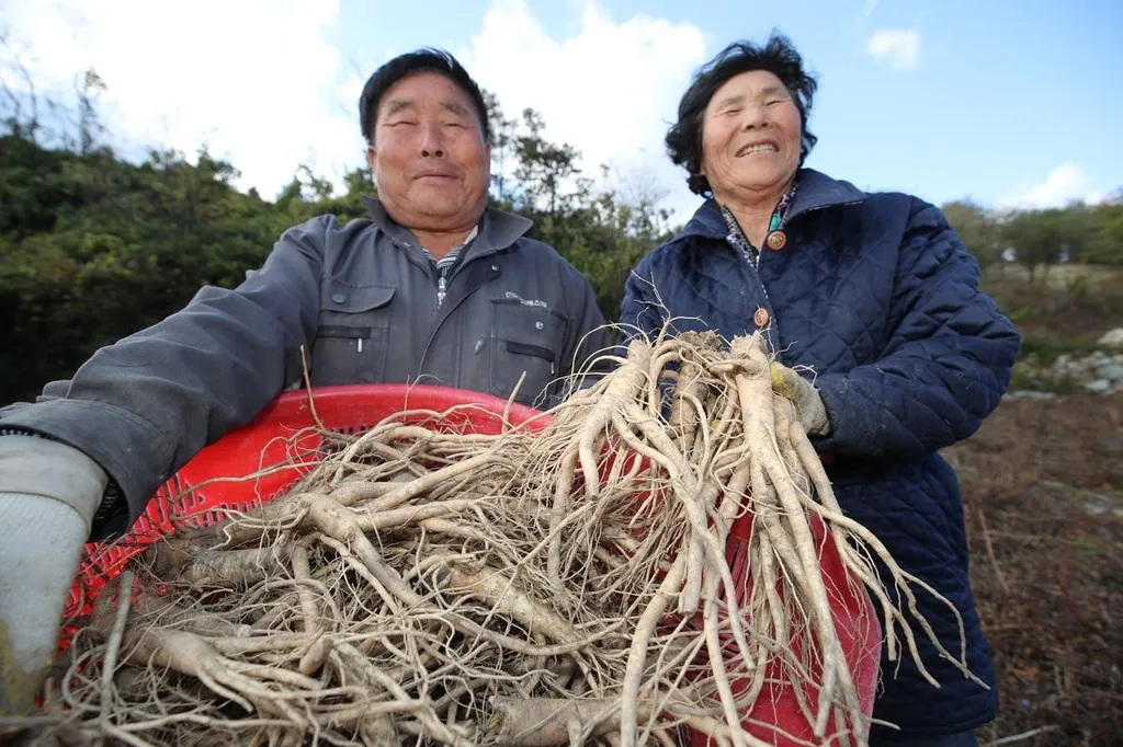 도라지 재배 종자 처리 배수 관리 굵게 키우기_3