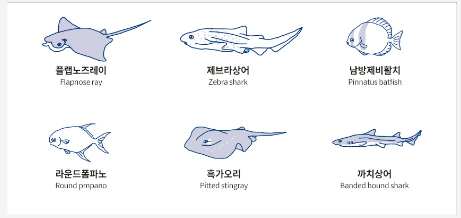 국립해양박물관 수족관의 바다 친구들 안내