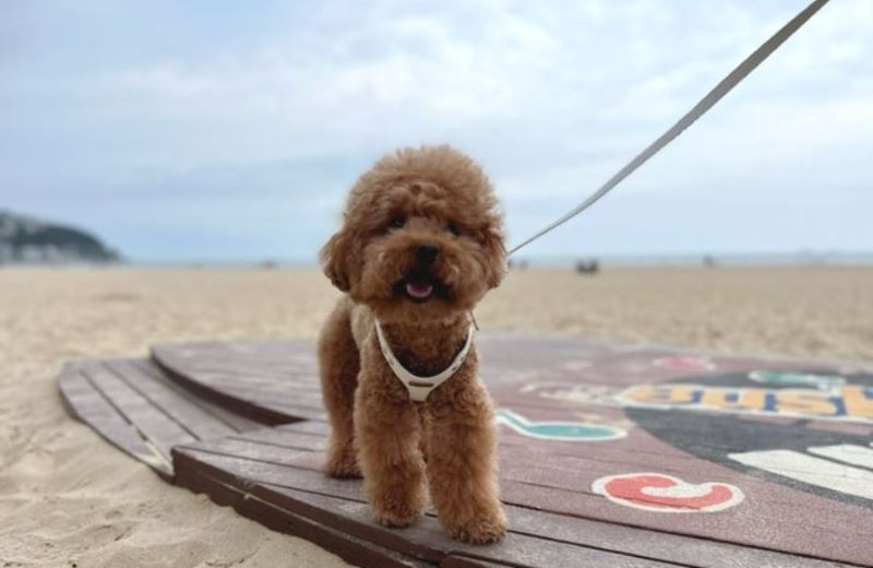 반려견 동반 여름 여행-부산 해운대 반려견 전용 해변