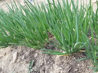 텃밭 부추 쪽파 재배 다년생 관리 수확주기 웃거름 월동_11