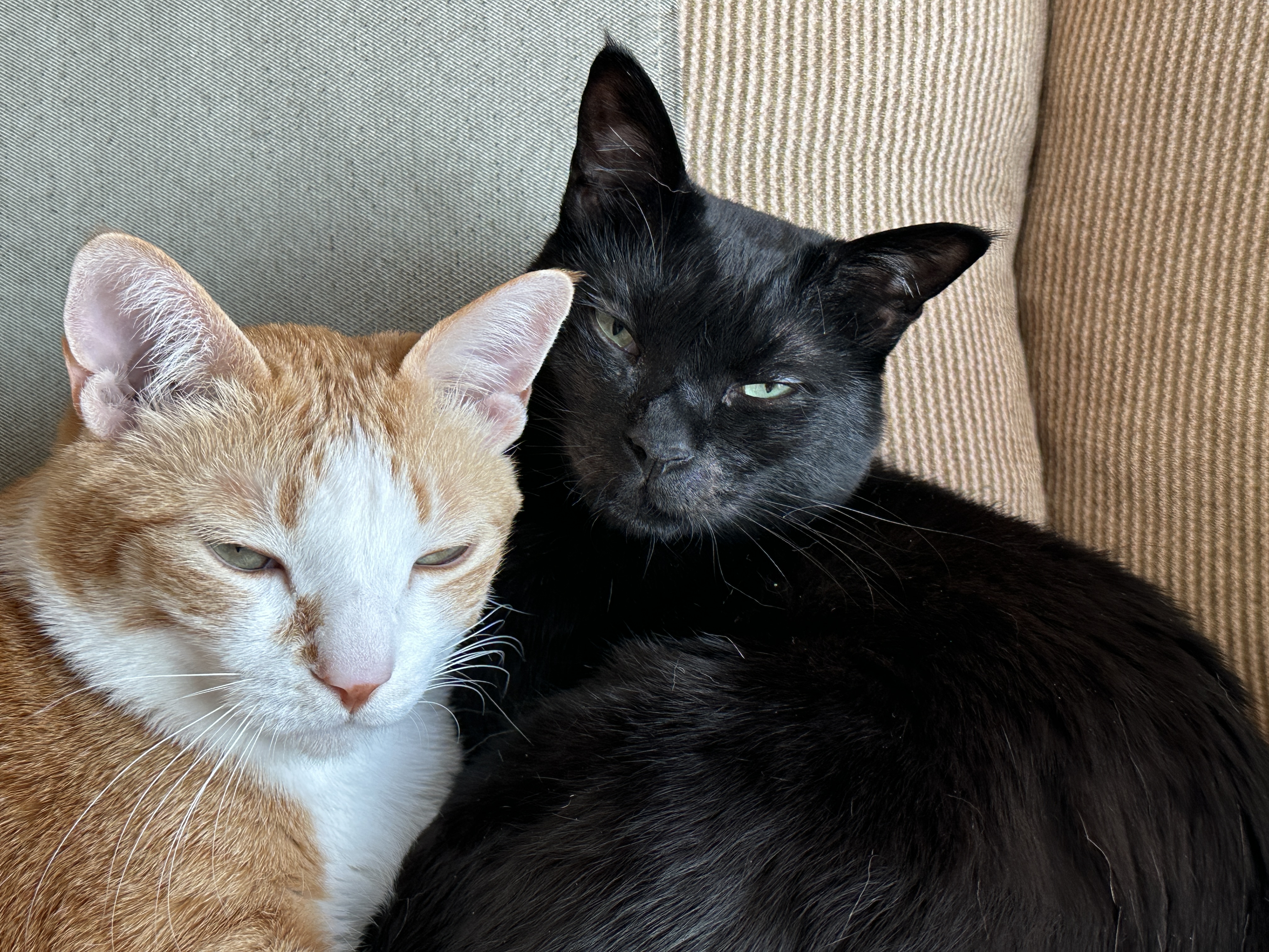 보면 마음이 따뜻해지는 다정한 냥냥이들 (feat.형아도 가끔은 동생한테 안길수 있지)