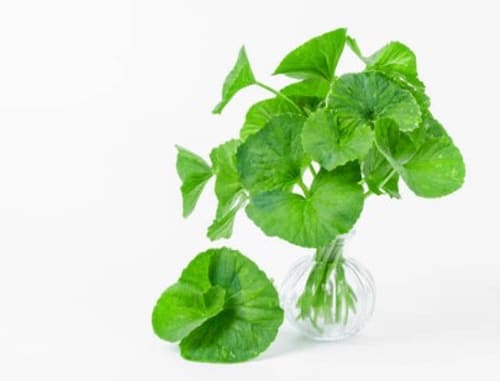 고투콜라-Gotu-Kola