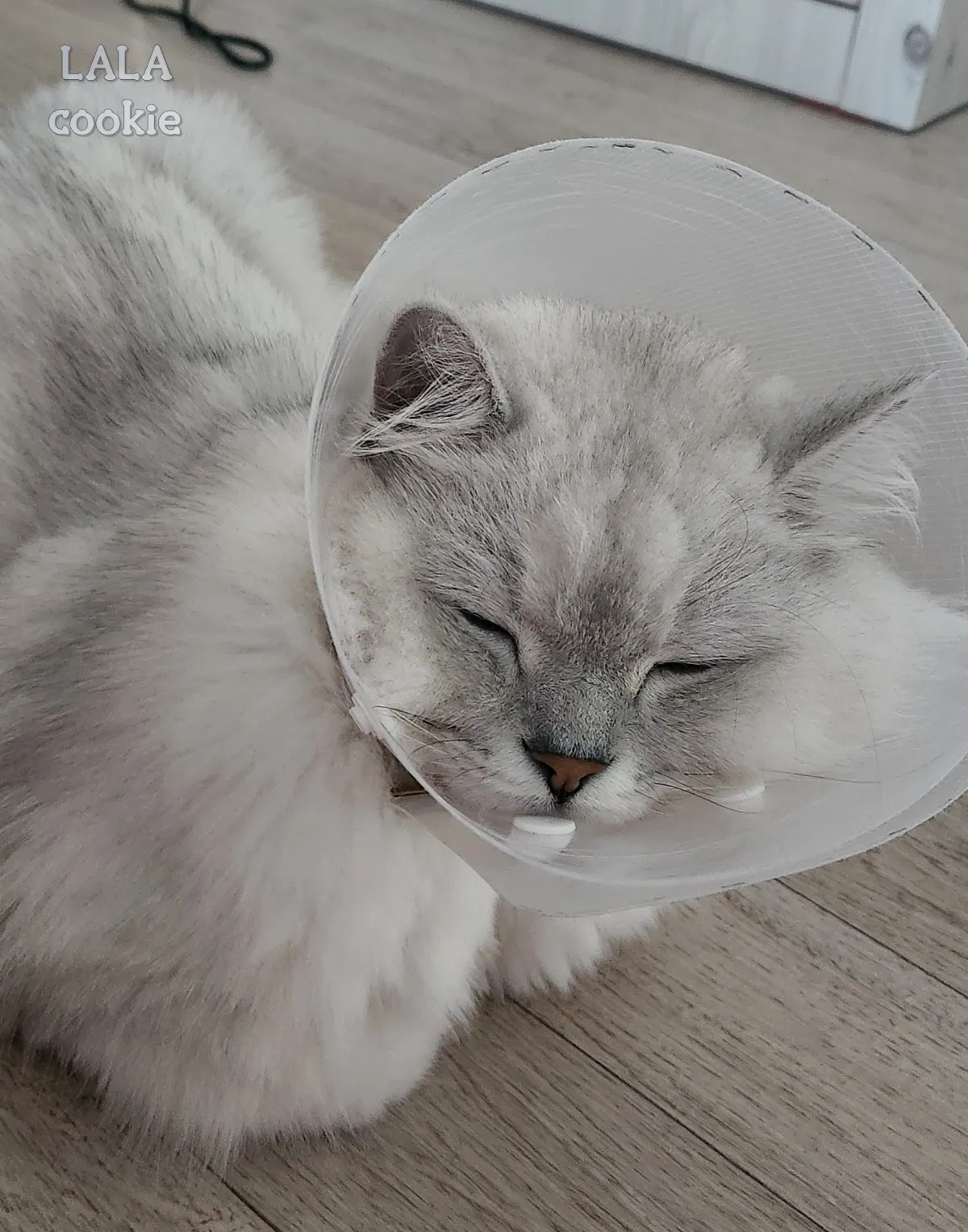 고양이-눈병-결막염-각막염-증상-집에서-넥카라하고-자는-고양이