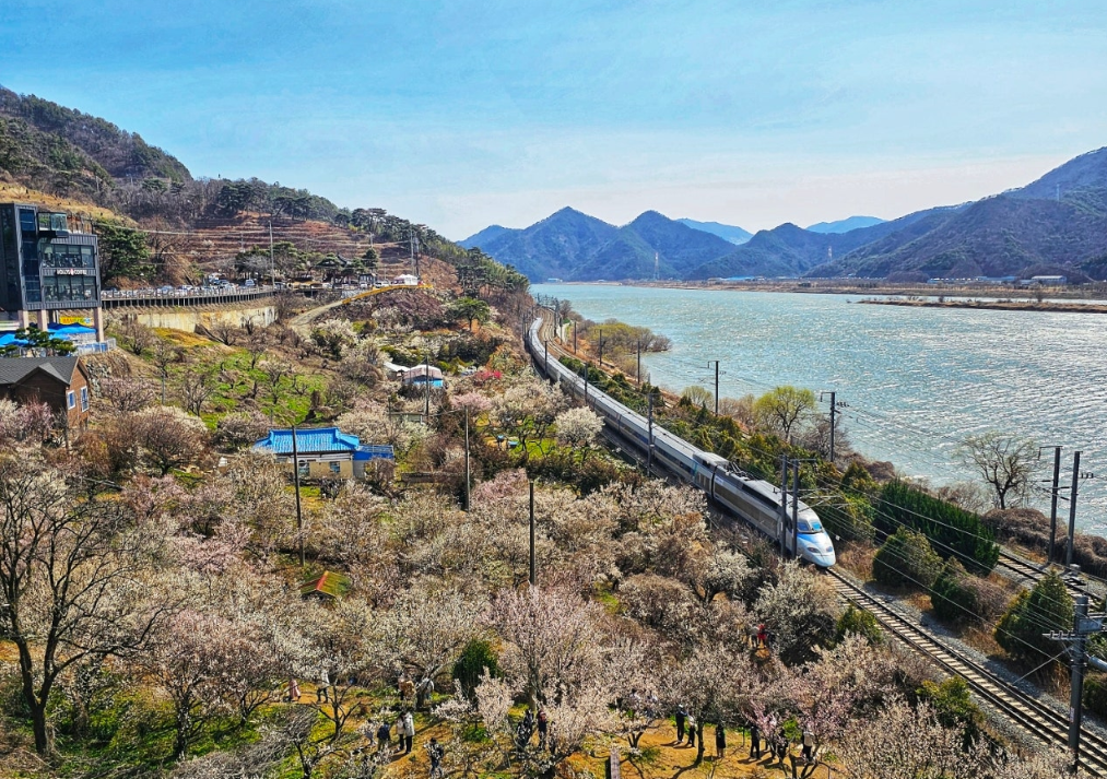 양산 순매원 매화