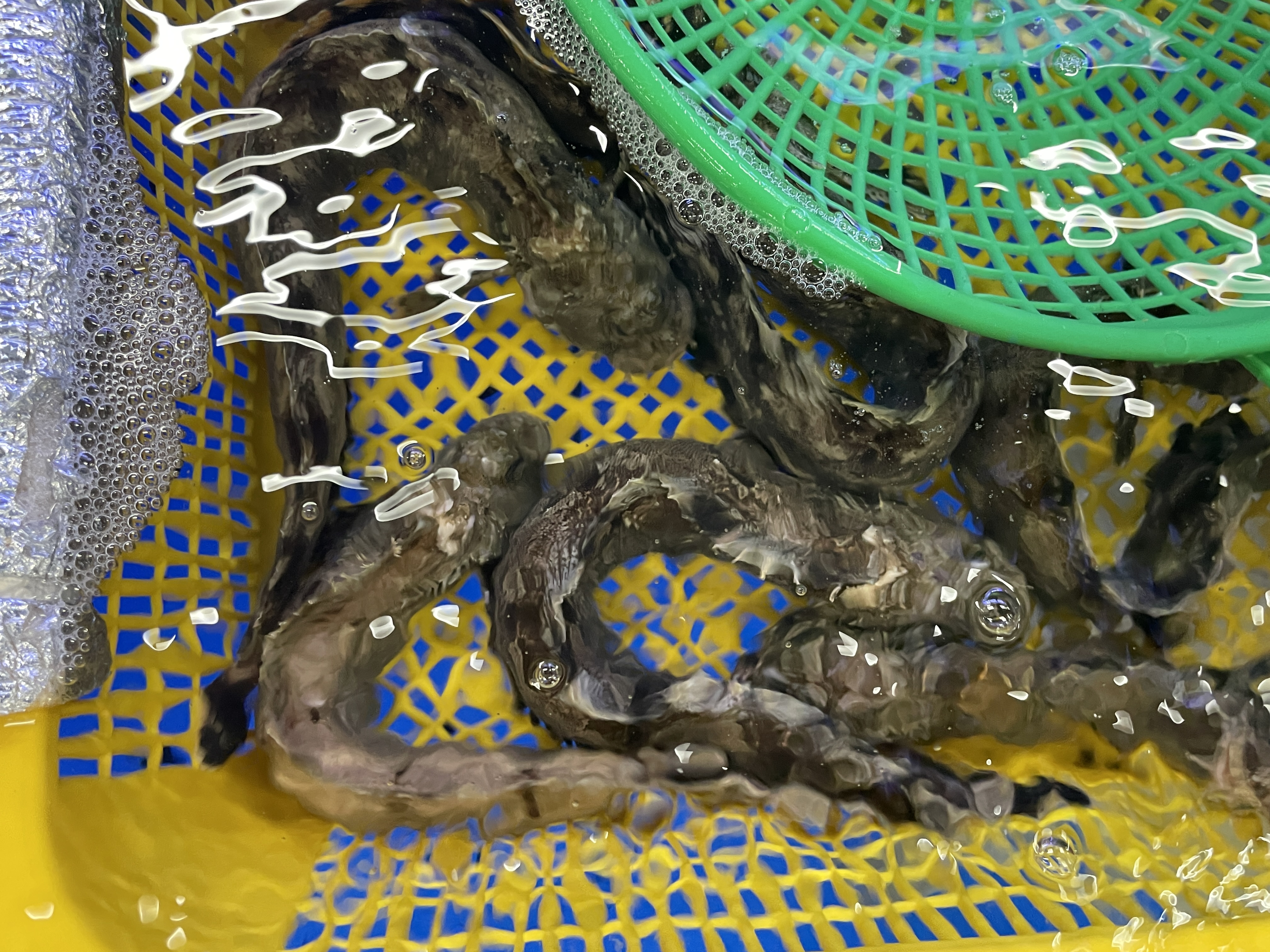 전복치 생선 수조에 담긴 모습