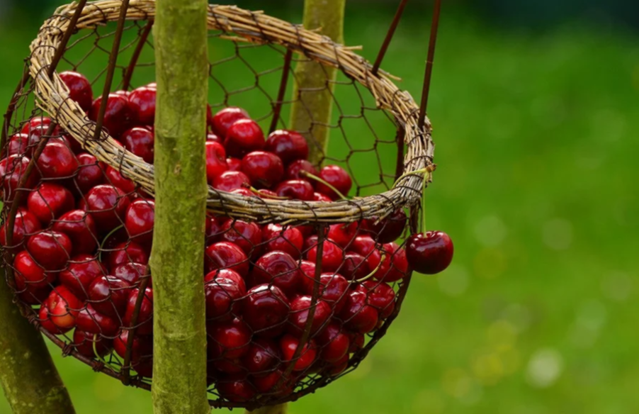 타트체리 부작용 효능