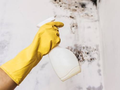 집안 곰팡이 냄새 없애는 법