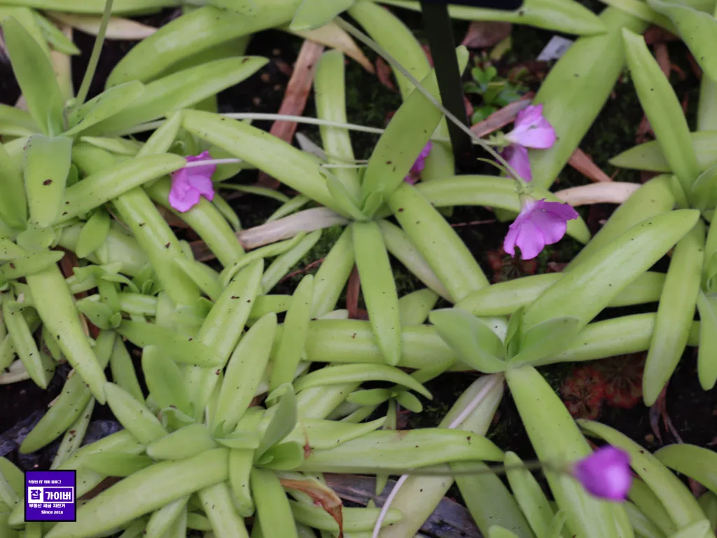 서울식물원 온실 지중해관 분위기