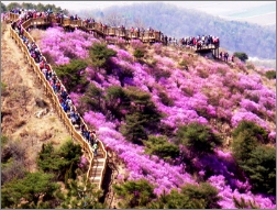 고려산 진달래축제