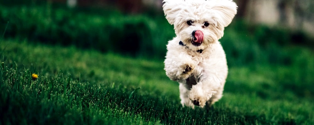 토이푸들 잘 키우는 방법 15