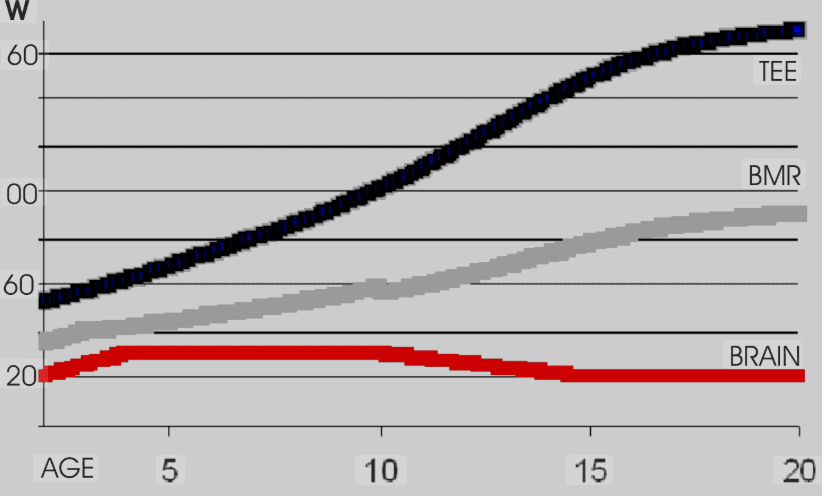 '뇌 에너지 이론