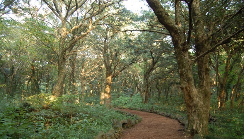 비자림 수목원 관람 가이드 ❘ 이용 정보·관람 시간·방문 전 주의사항 총정리